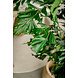 Greenmoods Kunstplant Fishtail Palm 160 cm Greenmoods Kunstplant Fishtail Palm 160 cm