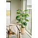 Greenmoods Kunstplant Fishtail Palm 160 cm Greenmoods Kunstplant Fishtail Palm 160 cm