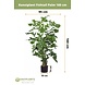 Greenmoods Kunstplant Fishtail Palm 160 cm Greenmoods Kunstplant Fishtail Palm 160 cm
