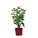 Greenmoods Kunstplant Fishtail Palm 190 cm Greenmoods Kunstplant Fishtail Palm 190 cm