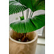 Greenmoods Kunstplant Lucuala Grandis 120 cm Greenmoods Kunstplant Lucuala Grandis 120 cm