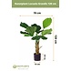 Greenmoods Kunstplant Lucuala Grandis 120 cm Greenmoods Kunstplant Lucuala Grandis 120 cm