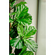 Greenmoods Kunstplant Fiddle Leaf Tree 150 cm Greenmoods Kunstplant Fiddle Leaf Tree 150 cm