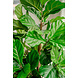 Greenmoods Kunstplant Fiddle Leaf Tree 150 cm Greenmoods Kunstplant Fiddle Leaf Tree 150 cm