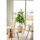 Greenmoods Kunstplant Rubber Plant 150 cm Greenmoods Kunstplant Rubber Plant 150 cm