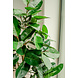 Greenmoods Kunstplant Rubber Plant 150 cm Greenmoods Kunstplant Rubber Plant 150 cm