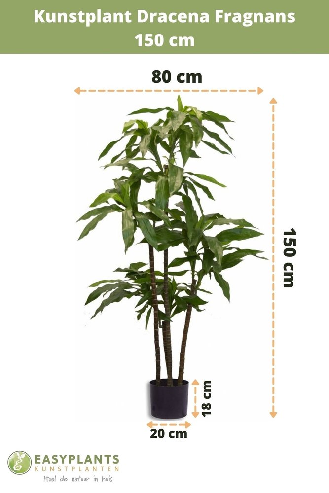 Greenmoods Künstliche Pflanze Dracena Fragnans 150 cm - Greenmoods