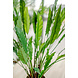 Greenmoods Kunstplant Calathea 80 cm Greenmoods Kunstplant Calathea 80 cm