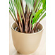 Greenmoods Kunstplant Calathea 80 cm Greenmoods Kunstplant Calathea 80 cm