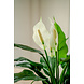 Greenmoods Kunstplant Spathiphyllum wit 85 cm Greenmoods Kunstplant Spathiphyllum wit 85 cm