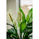 Greenmoods Kunstplant Spathiphyllum wit 85 cm Greenmoods Kunstplant Spathiphyllum wit 85 cm