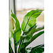 Greenmoods Kunstplant Spathiphyllum wit 85 cm Greenmoods Kunstplant Spathiphyllum wit 85 cm
