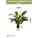 Greenmoods Kunstplant Spathiphyllum wit 85 cm Greenmoods Kunstplant Spathiphyllum wit 85 cm