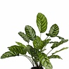 Greenmoods Kunstplant Calathea Makoyana 60 cm Greenmoods Kunstplant Calathea Makoyana 60 cm