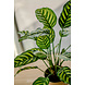 Greenmoods Kunstplant Calathea Makoyana 60 cm Greenmoods Kunstplant Calathea Makoyana 60 cm
