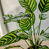Greenmoods Kunstplant Calathea Makoyana 60 cm Greenmoods Kunstplant Calathea Makoyana 60 cm