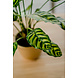 Greenmoods Kunstplant Calathea Makoyana 60 cm Greenmoods Kunstplant Calathea Makoyana 60 cm
