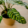 Greenmoods Kunstplant Calathea Makoyana 60 cm Greenmoods Kunstplant Calathea Makoyana 60 cm