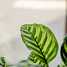 Greenmoods Kunstplant Calathea Makoyana 60 cm Greenmoods Kunstplant Calathea Makoyana 60 cm