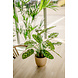 Greenmoods Kunstplant Calathea Makoyana 60 cm Greenmoods Kunstplant Calathea Makoyana 60 cm
