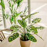Greenmoods Kunstplant Calathea Makoyana 60 cm Greenmoods Kunstplant Calathea Makoyana 60 cm