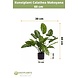 Greenmoods Kunstplant Calathea Makoyana 60 cm Greenmoods Kunstplant Calathea Makoyana 60 cm