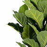 Greenmoods Kunstplant Fiddle Leaf 100 cm Greenmoods Kunstplant Fiddle Leaf 100 cm