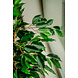 Greenmoods Kunstplant Ficus Groen 120 cm Greenmoods Kunstplant Ficus Groen 120 cm