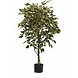 Greenmoods Kunstplant Ficus Bont 150 cm Greenmoods Kunstplant Ficus Bont 150 cm