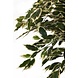 Greenmoods Kunstplant Ficus Bont 150 cm Greenmoods Kunstplant Ficus Bont 150 cm