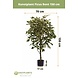 Greenmoods Kunstplant Ficus Bont 150 cm Greenmoods Kunstplant Ficus Bont 150 cm
