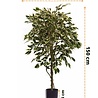 Greenmoods Kunstplant Ficus Bont 150 cm Greenmoods Kunstplant Ficus Bont 150 cm