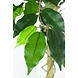 Greenmoods Kunstplant Ficus Groen 90 cm Greenmoods Kunstplant Ficus Groen 90 cm