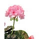 Greenmoods Kunstbloem Geranium Roze 40 cm Greenmoods Kunstbloem Geranium Roze 40 cm