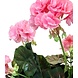 Greenmoods Kunstbloem Geranium Roze 40 cm Greenmoods Kunstbloem Geranium Roze 40 cm