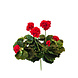Greenmoods Kunstbloem Geranium Rood 40 cm Greenmoods Kunstbloem Geranium Rood 40 cm