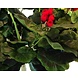 Greenmoods Kunstbloem Geranium Rood 40 cm Greenmoods Kunstbloem Geranium Rood 40 cm