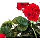 Greenmoods Kunstbloem Geranium Rood 40 cm Greenmoods Kunstbloem Geranium Rood 40 cm