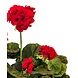 Greenmoods Kunstbloem Geranium Rood 40 cm Greenmoods Kunstbloem Geranium Rood 40 cm