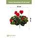 Greenmoods Kunstbloem Geranium Rood 40 cm Greenmoods Kunstbloem Geranium Rood 40 cm