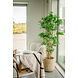 Greenmoods Kunstplant Japanse Bamboe 170 cm Greenmoods Kunstplant Japanse Bamboe 170 cm