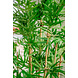 Greenmoods Kunstplant Japanse Bamboe 170 cm Greenmoods Kunstplant Japanse Bamboe 170 cm