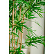 Greenmoods Kunstplant Japanse Bamboe 170 cm Greenmoods Kunstplant Japanse Bamboe 170 cm