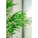 Greenmoods Kunstplant Japanse Bamboe 170 cm Greenmoods Kunstplant Japanse Bamboe 170 cm