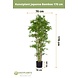 Greenmoods Kunstplant Japanse Bamboe 170 cm Greenmoods Kunstplant Japanse Bamboe 170 cm
