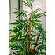 Greenmoods Kunstplant Bamboe Boeddha 120 cm Greenmoods Kunstplant Bamboe Boeddha 120 cm
