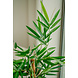Greenmoods Kunstplant Bamboe Boeddha 120 cm Greenmoods Kunstplant Bamboe Boeddha 120 cm