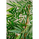 Greenmoods Kunstplant Bamboe Boeddha 120 cm Greenmoods Kunstplant Bamboe Boeddha 120 cm