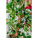 Greenmoods Kunstplant Bougainvillea Liana Fuchsia 115 cm Greenmoods Kunstplant Bougainvillea Liana Fuchsia 115 cm