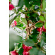 Greenmoods Kunstplant Bougainvillea Liana Fuchsia 115 cm Greenmoods Kunstplant Bougainvillea Liana Fuchsia 115 cm